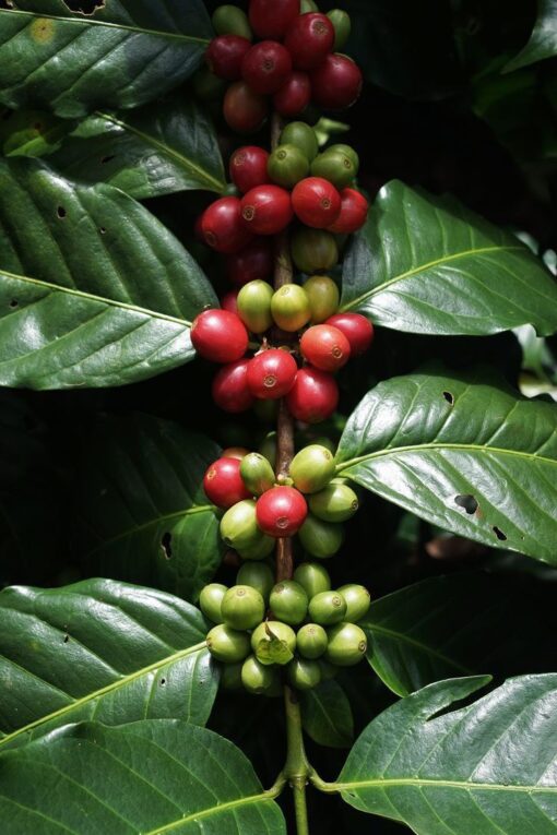 HẠT CÀ PHÊ RANG XAY ROBUSTA Túi 500g - Hình ảnh 3