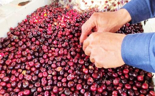 KOPI LUWAK COFFEE  - KLT:500G - Hình ảnh 4
